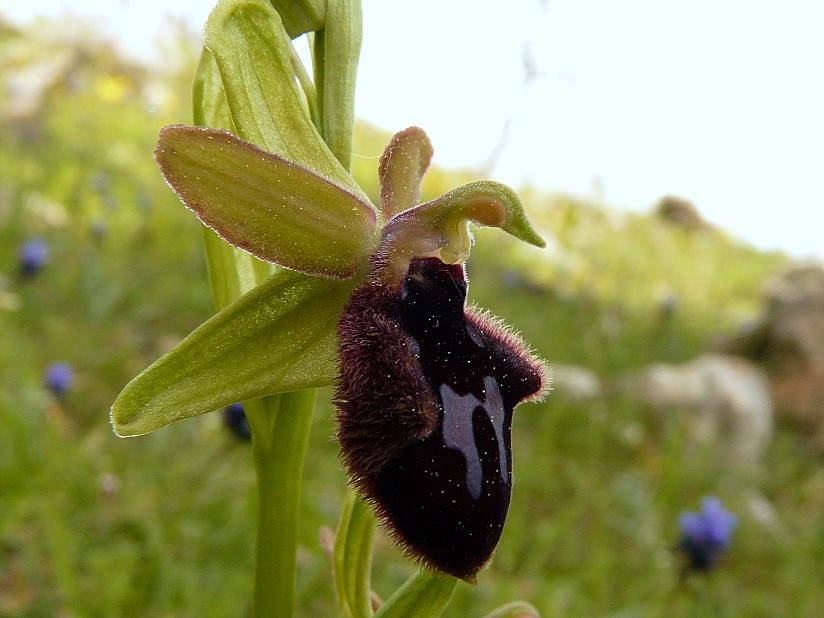 Ophrys promontorii?